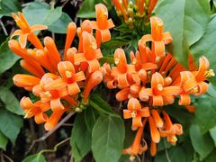 -西双版纳原始森林公园