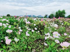 -良渚古城遗址公园