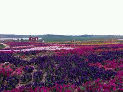 -北纬44度·金珠花海休闲农业旅游景区