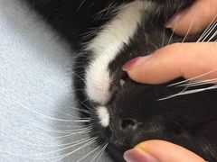 -美联众合动物医院·24h转诊中心