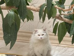 -彝席之地四合院·山珍私宴·婚宴