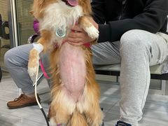 -纳吉亚猫专科动物医院(康都外科中心)