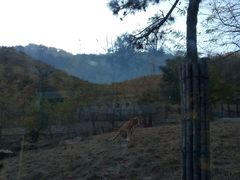 -大连森林动物园