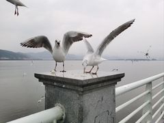 -海埂大坝