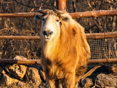 -济南野生动物世界