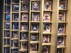 -CAT’S MEWSTAR CAFE·喵星球猫屋(晴湾咖啡店)