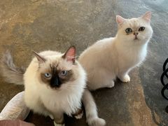 -喵屿·大理花园猫咖