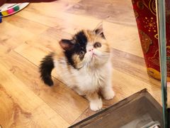 -袖虎·猫馆(体育西路店)