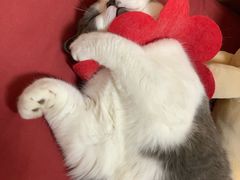 -联合动物医院(光谷诊疗中心)