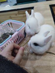 -神奇动物撸宠馆·羊驼·小浣熊·异宠(豫园店)