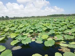 -上海海湾国家森林公园