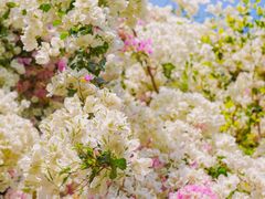 -深圳国际园林花卉博览园