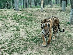 -北京野生动物园