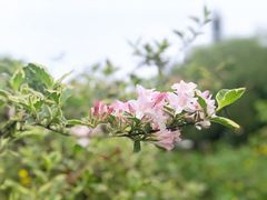 -杭州植物园