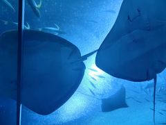 -珠海长隆海洋王国