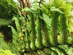 -国家植物园南园