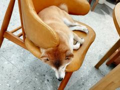 -是阿柴呀！柴犬咖啡·爱喵喵猫咖