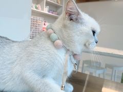 -怪兽屋·羊驼·猫咖·狗咖(俊华广场店)