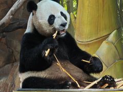 -广州长隆野生动物世界