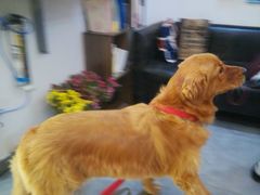 -严国平动物医院(德政总院)