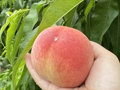 -老袁家蜜桃农场·阳山水蜜桃