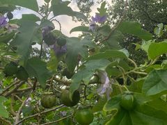 -广西壮族自治区药用植物园