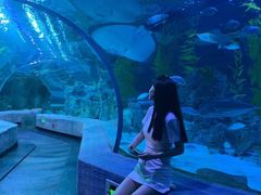 -芜湖新华联大白鲸海洋公园