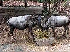 -清迈夜间动物园