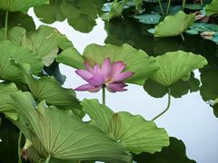 -莲花池公园