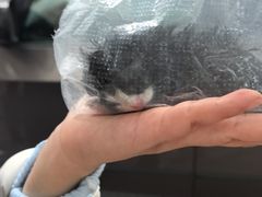 -成都爱之家动物救助中心