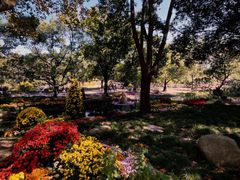 -上海共青森林公园