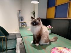 -喵喵咪呀布偶猫咖(春熙路店)