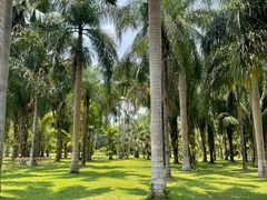 -中国科学院西双版纳热带植物园