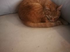 -Cappucimeow猫咪咖啡馆(韦伯时代店)