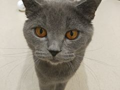 -藏猫猫咖啡主题馆(中央大道店)