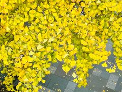 -味千拉面(成都春熙阳光店)