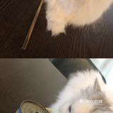杭州必去猫咖攻略一时撸猫一时爽！