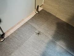 -THAI OASIS SPA 绿洲泰疗泰式按摩SPA