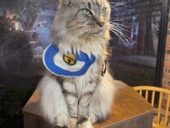 -豆逗聊愈猫阁Easy Life