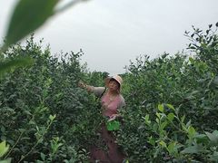 -金谷域澳洲庄园