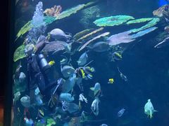-暹罗海洋世界