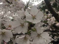 -武汉大学-樱园