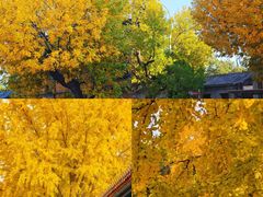 -四季民福烤鸭店(故宫店)