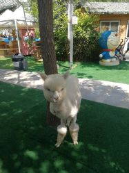 -萌宠亲子动物乐园(槐房万达店)