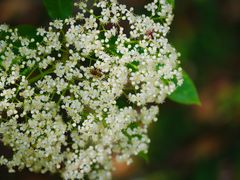 -上海滨江森林公园