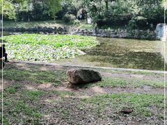 -高尔山公园