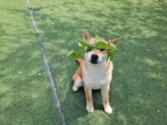 -宠物寄养训练学校