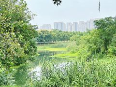 -洋湖国家湿地公园