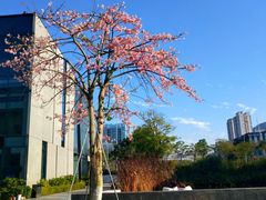 -星巴克(深圳前海企业公馆店)