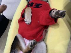 -逗柴咖啡屋·狗咖猫咖宠物桌游